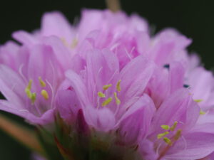 Der 2cm breite kugelförmige Blütenstand umfasst mehrere dicht gedrängte fünfzählige rosa bis purpurfarbene Blüten.